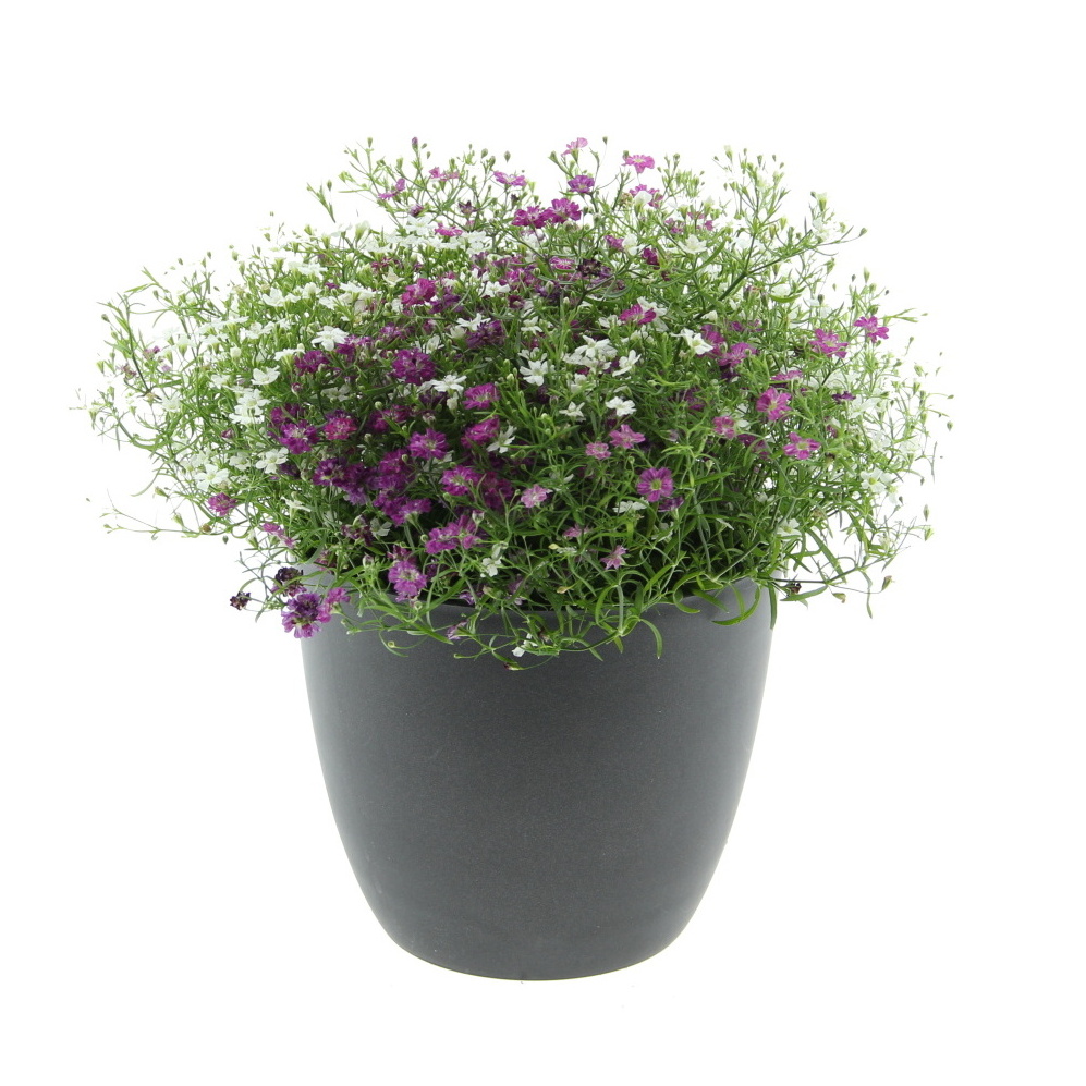 Šater zední mix, květináč 13cm-0