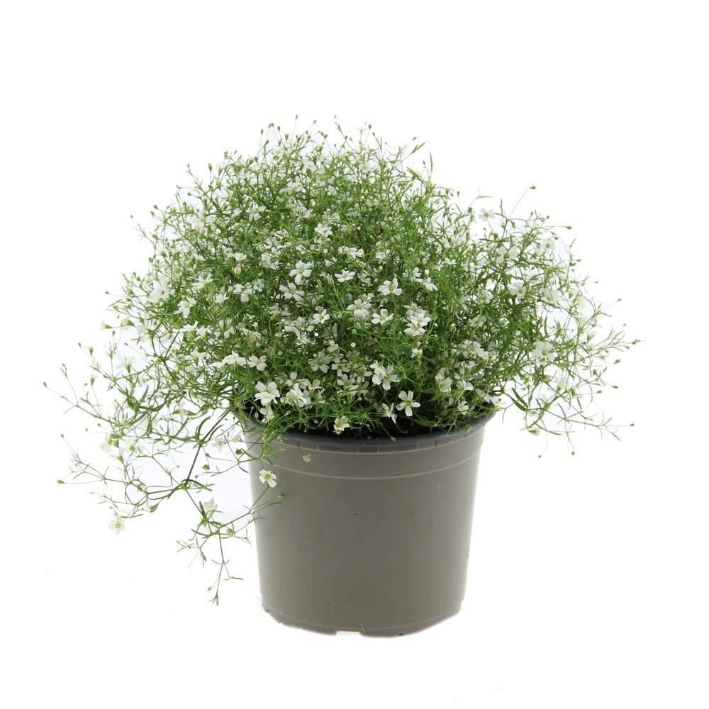 Šater zední mix, květináč 13cm-1