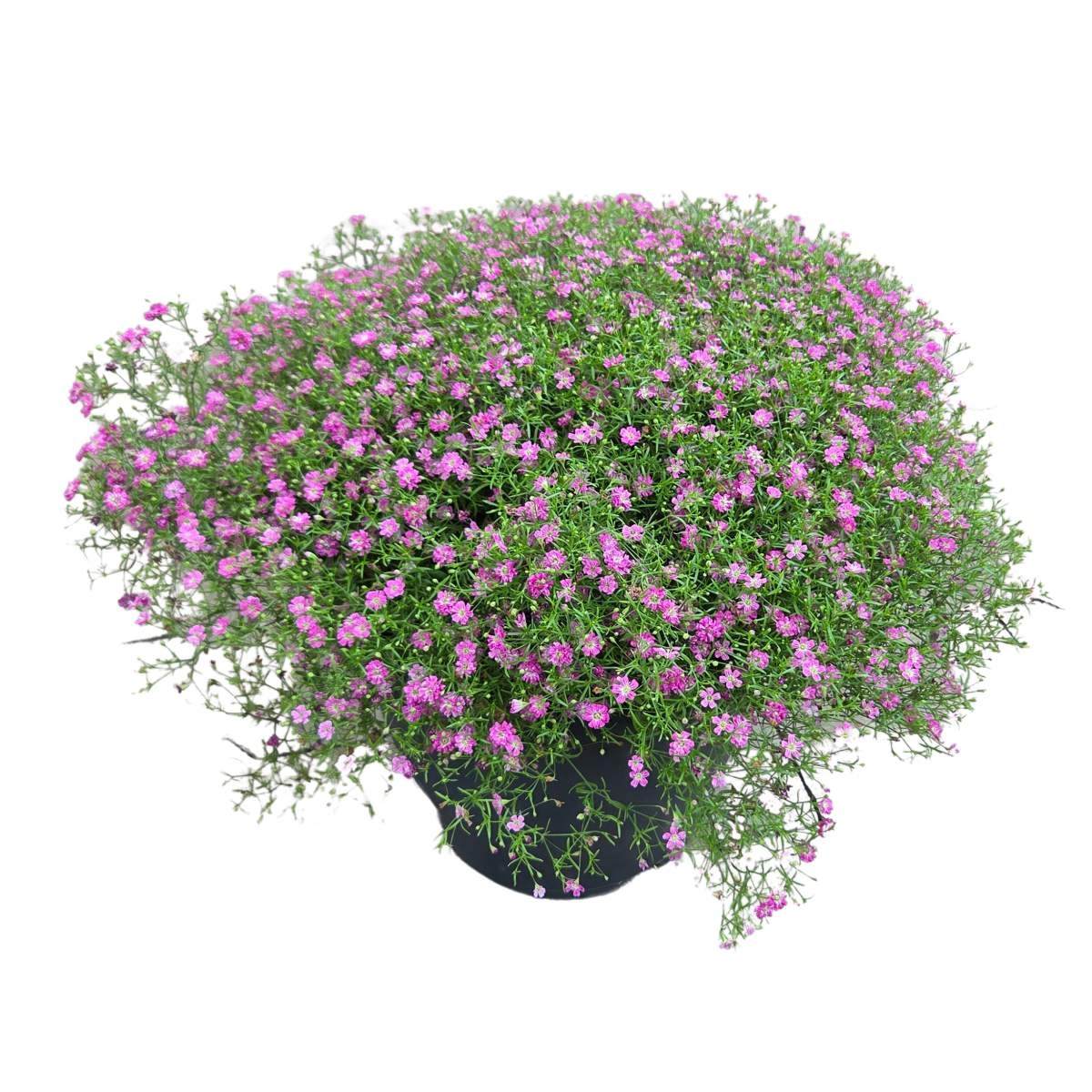 Balkonové květiny - Šater zední mix, květináč 23cm