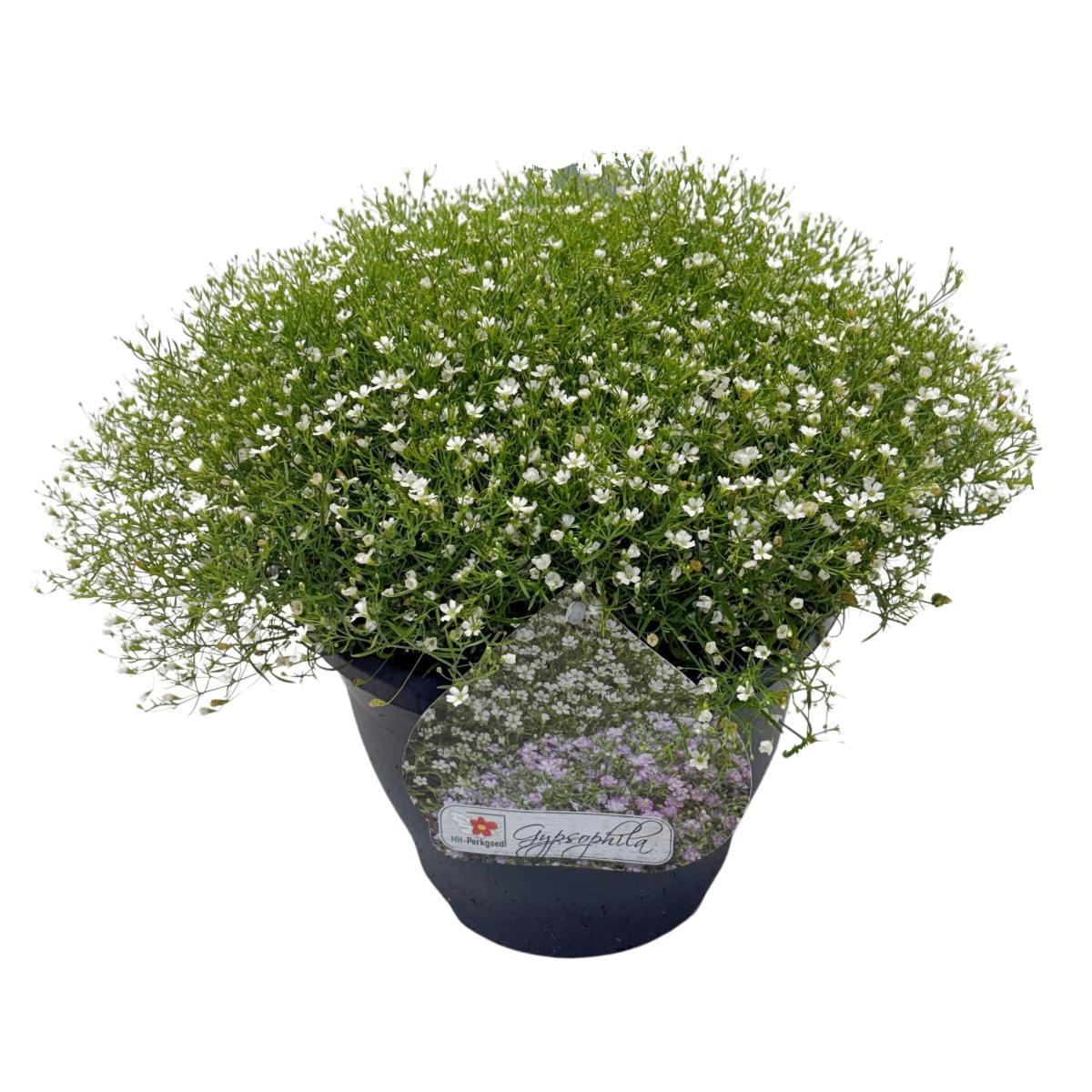 Šater zední mix, květináč 23cm-0