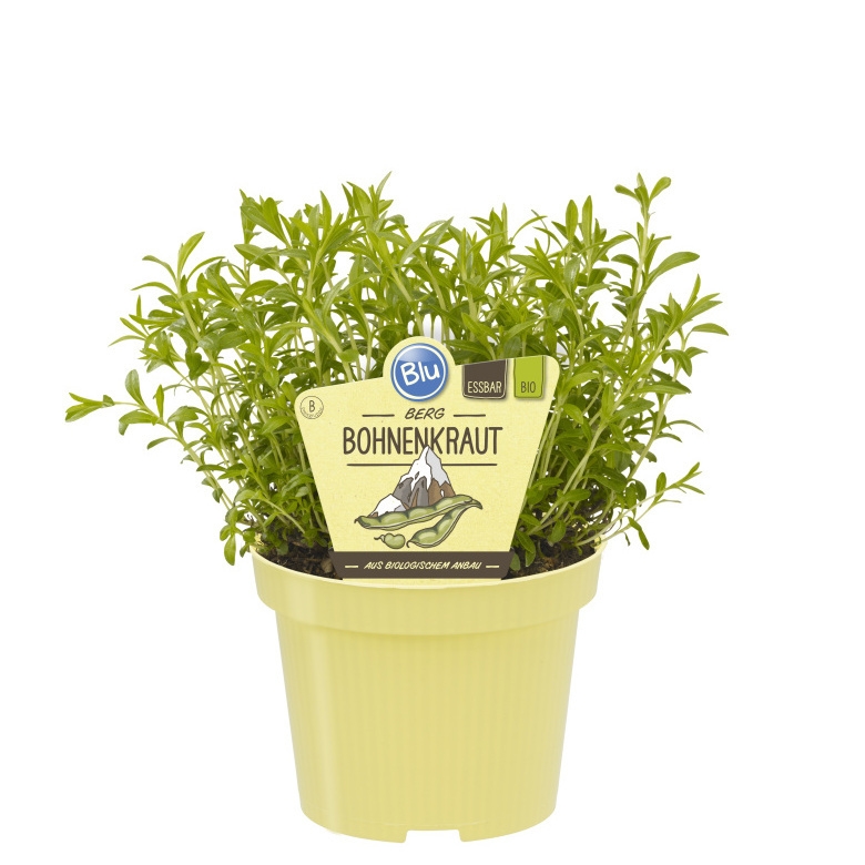 Bylinky - Saturejka horská BIO květináč 12cm