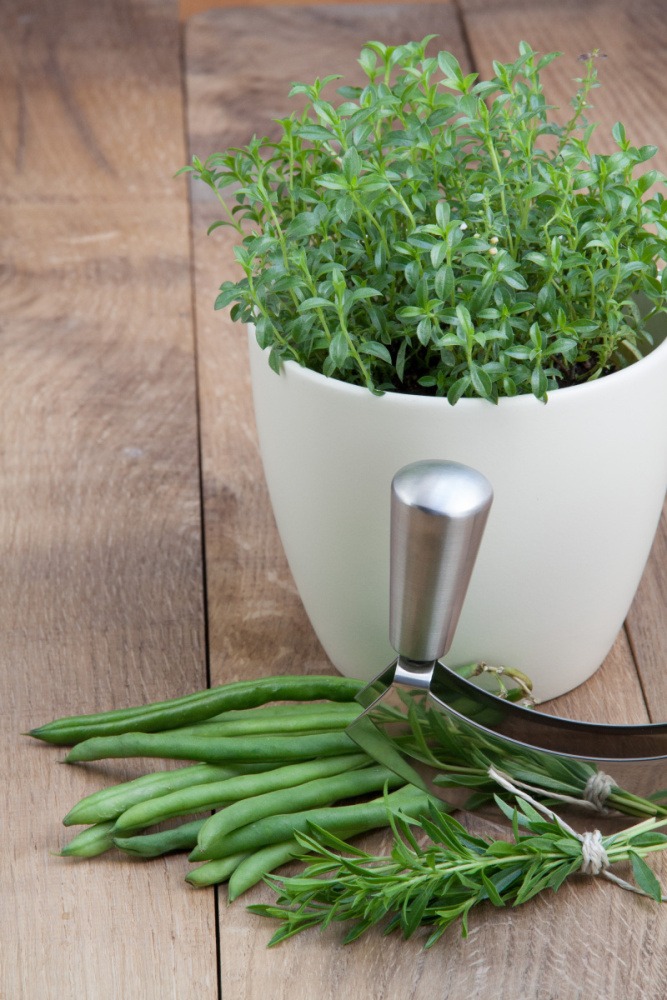 Saturejka horská BIO květináč 12cm-1