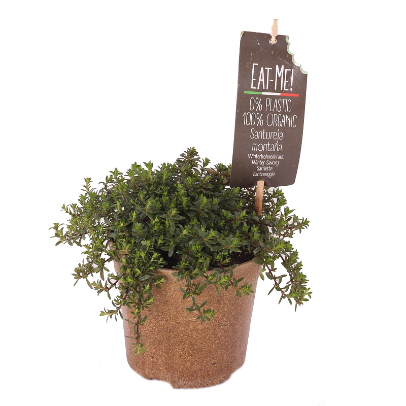 Bylinky - Saturejka horská EATME BIO 12cm