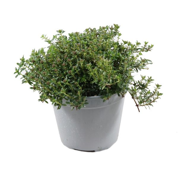 Bylinky - Saturejka horská květináč 14cm