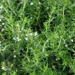 Bylinky - Saturejka 'Karpaten' 12cm