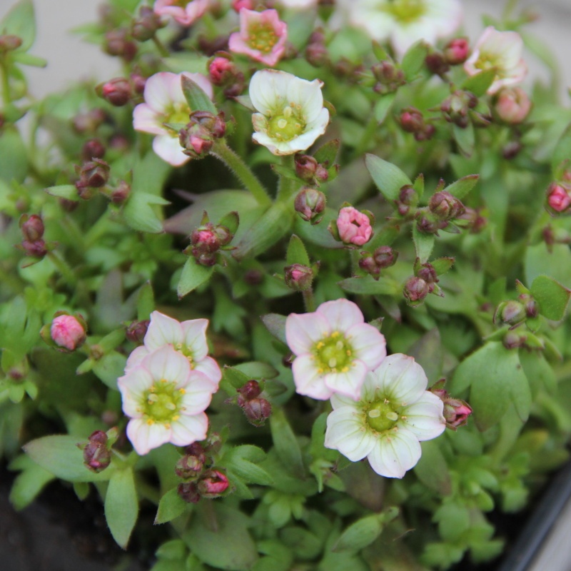Skalničky - Saxifraga arendsii 'Alpino Early White' K9