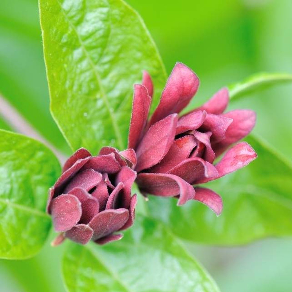 Keře okrasné květem - Sazaník květnatý výška 30/40cm, květináč 4,6 litru