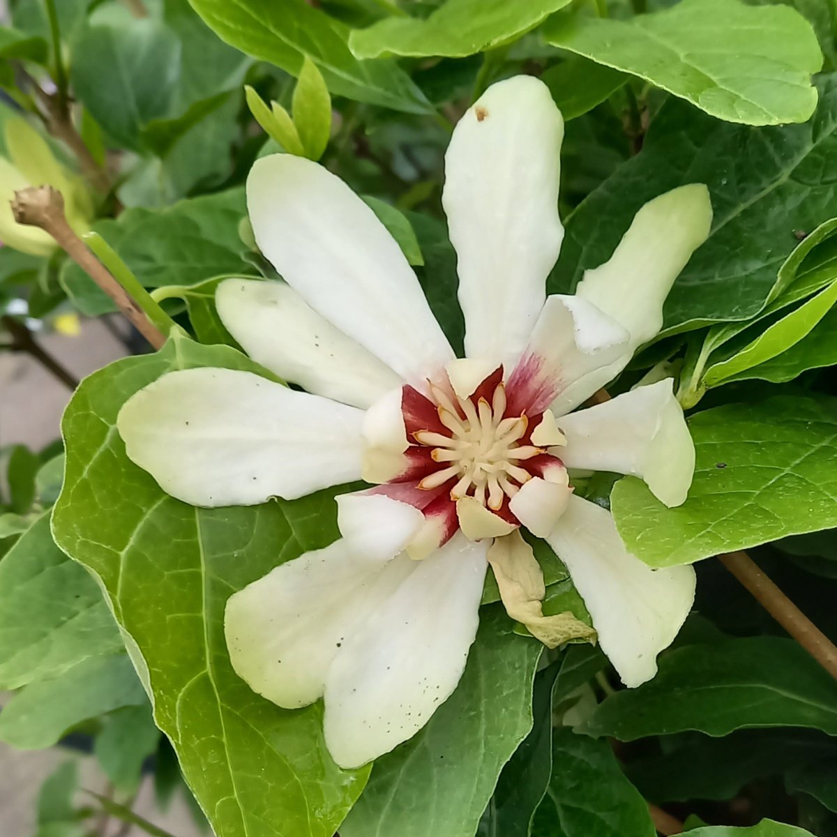 Keře okrasné květem - Sazaník Venus výška 40/60cm, květináč 9 litrů