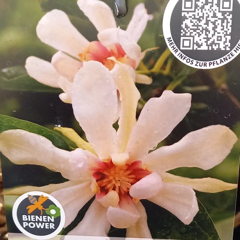 Sazaník Venus výška 40/60cm, květináč 9 litrů-0