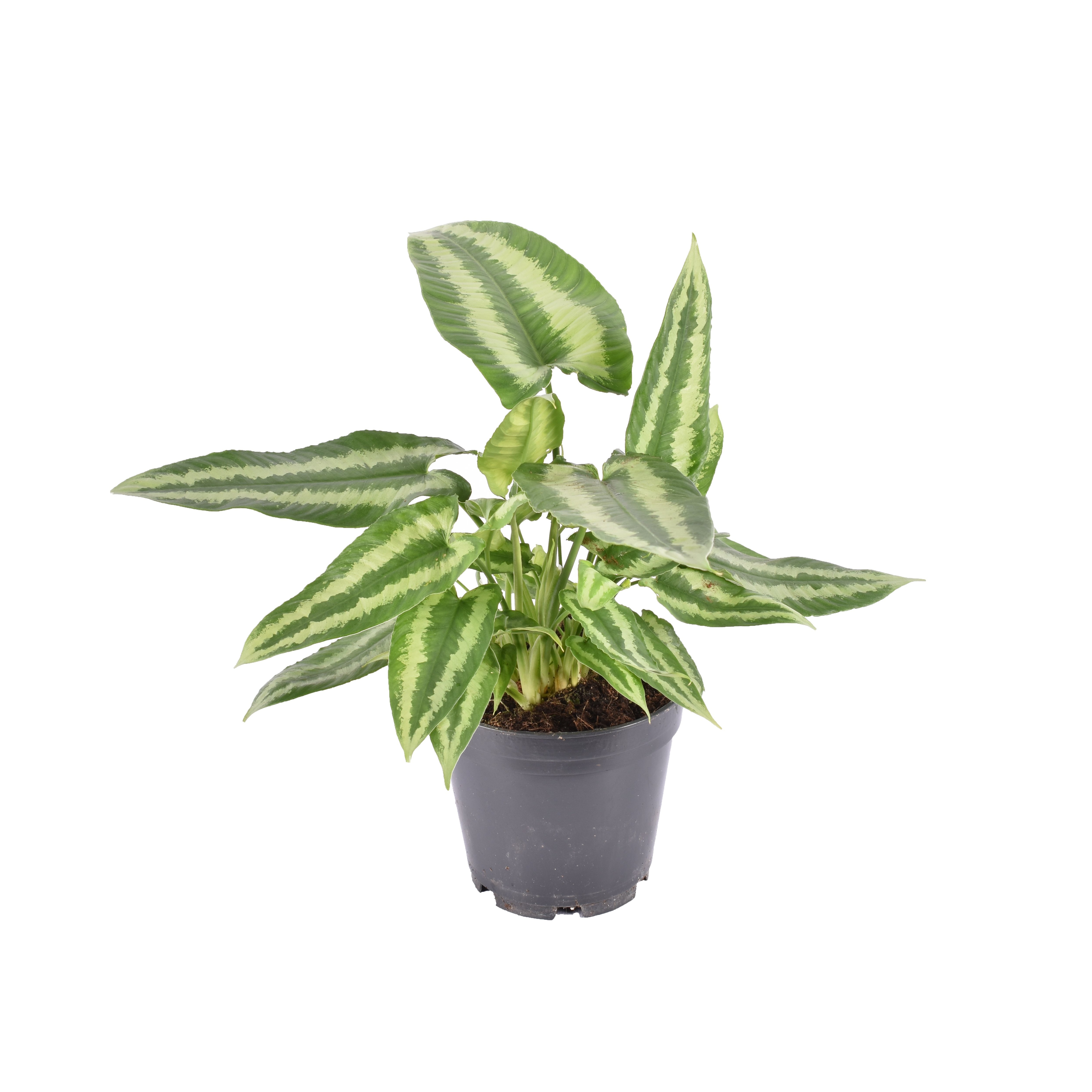 Okrasné pokojové rostliny - Schismatoglottis květináč 15cm