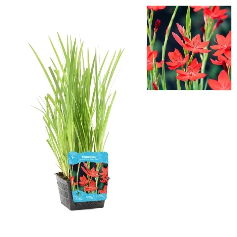 Vodní rostliny a lekníny - Schizostylis květináč 3 litry