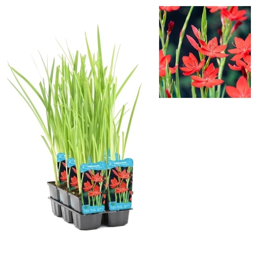 Vodní rostliny a lekníny - Schizostylis Major květináč 9cm