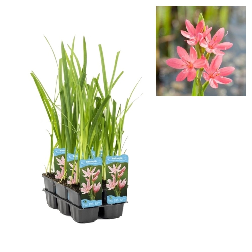 Vodní rostliny a lekníny - Schizostylis Mrs Hegarty květináč 9cm