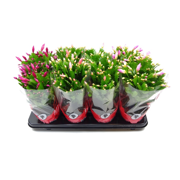 Kvetoucí pokojové rostliny - Schlumbergera, Vánoční kaktus mix květináč 13cm