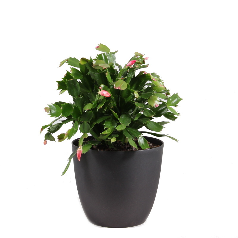 Kaktusy a sukulenty - Schlumbergera, Vánoční kaktus mix květináč 17cm