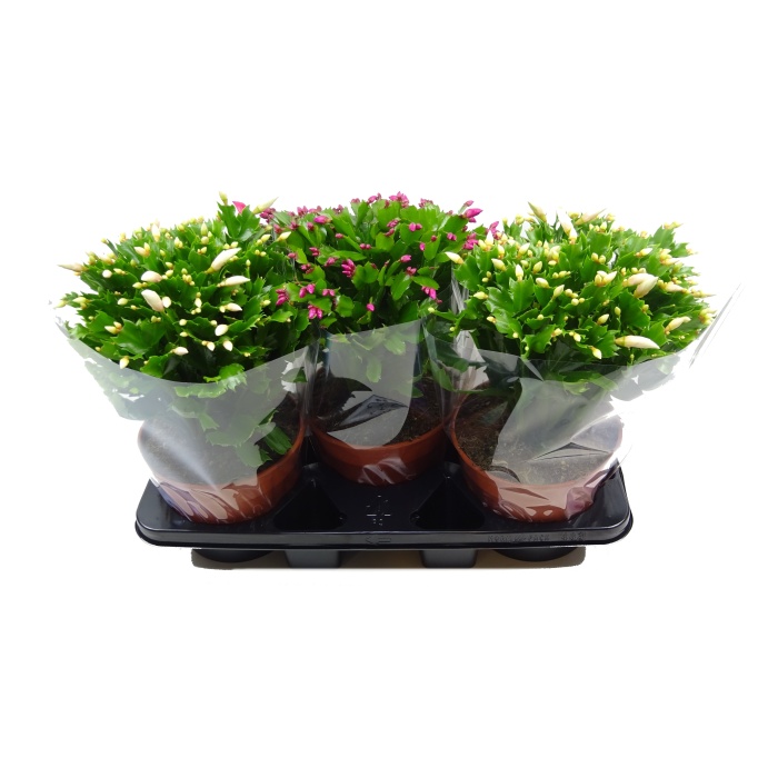 Kvetoucí pokojové rostliny - Schlumbergera, Vánoční kaktus mix květináč 19cm