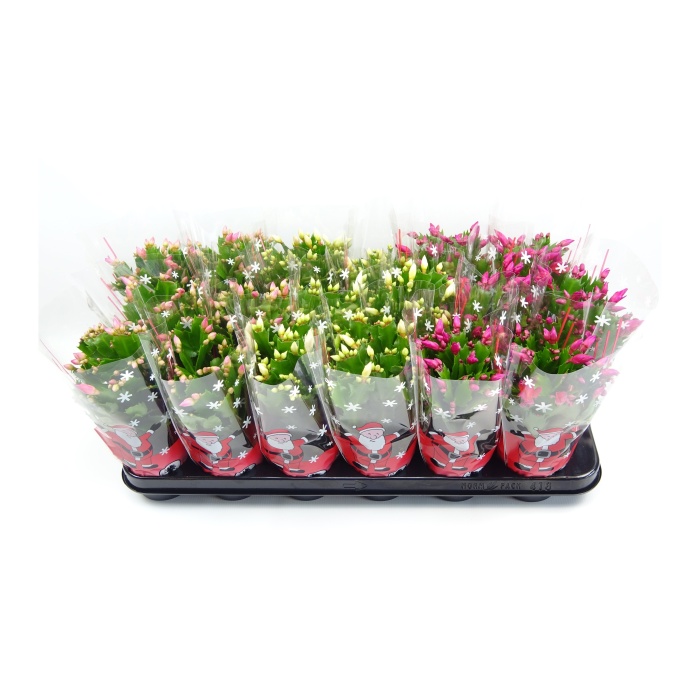 Kvetoucí pokojové rostliny - Schlumbergera, Vánoční kaktus mix květináč 9cm