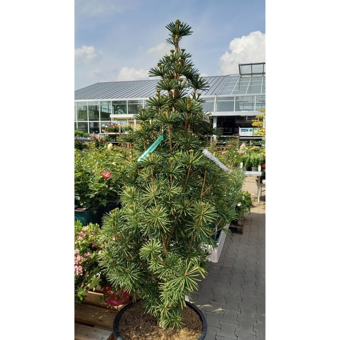 Zakrsle rostoucí jehličnany - Sciadopitys verticillata 'Sternschnuppe' výška 125/150cm, květináč 60 litrů