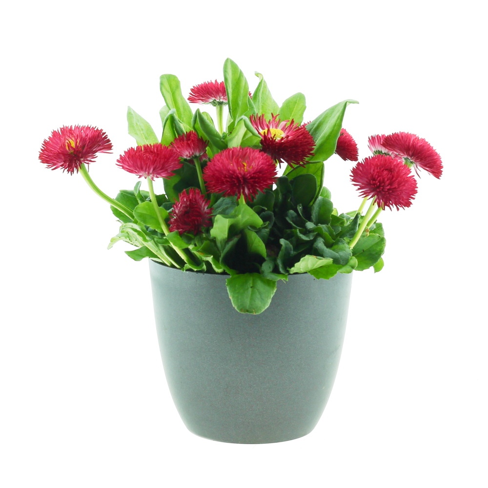 Sedmikráska chudobka mix 11cm-0