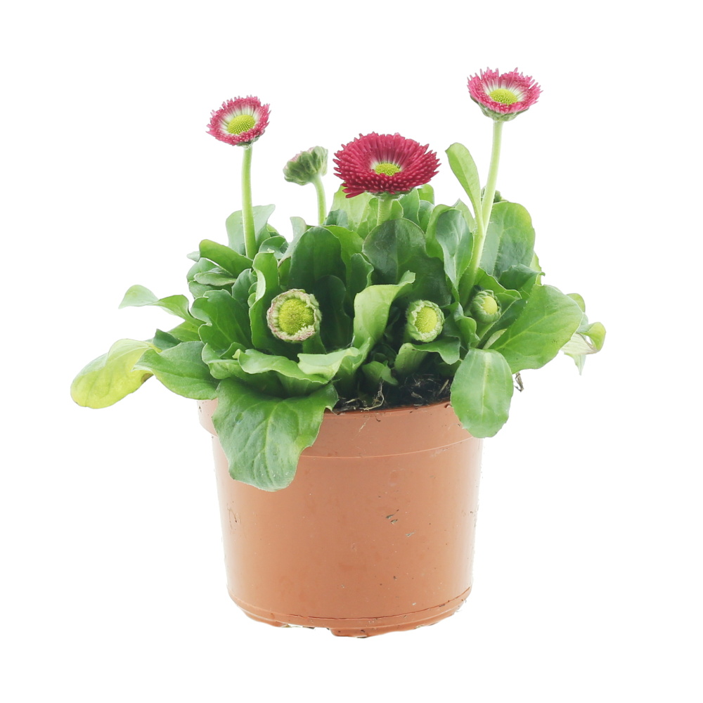 Nádobové květiny - Sedmikráska chudobka mix 9cm