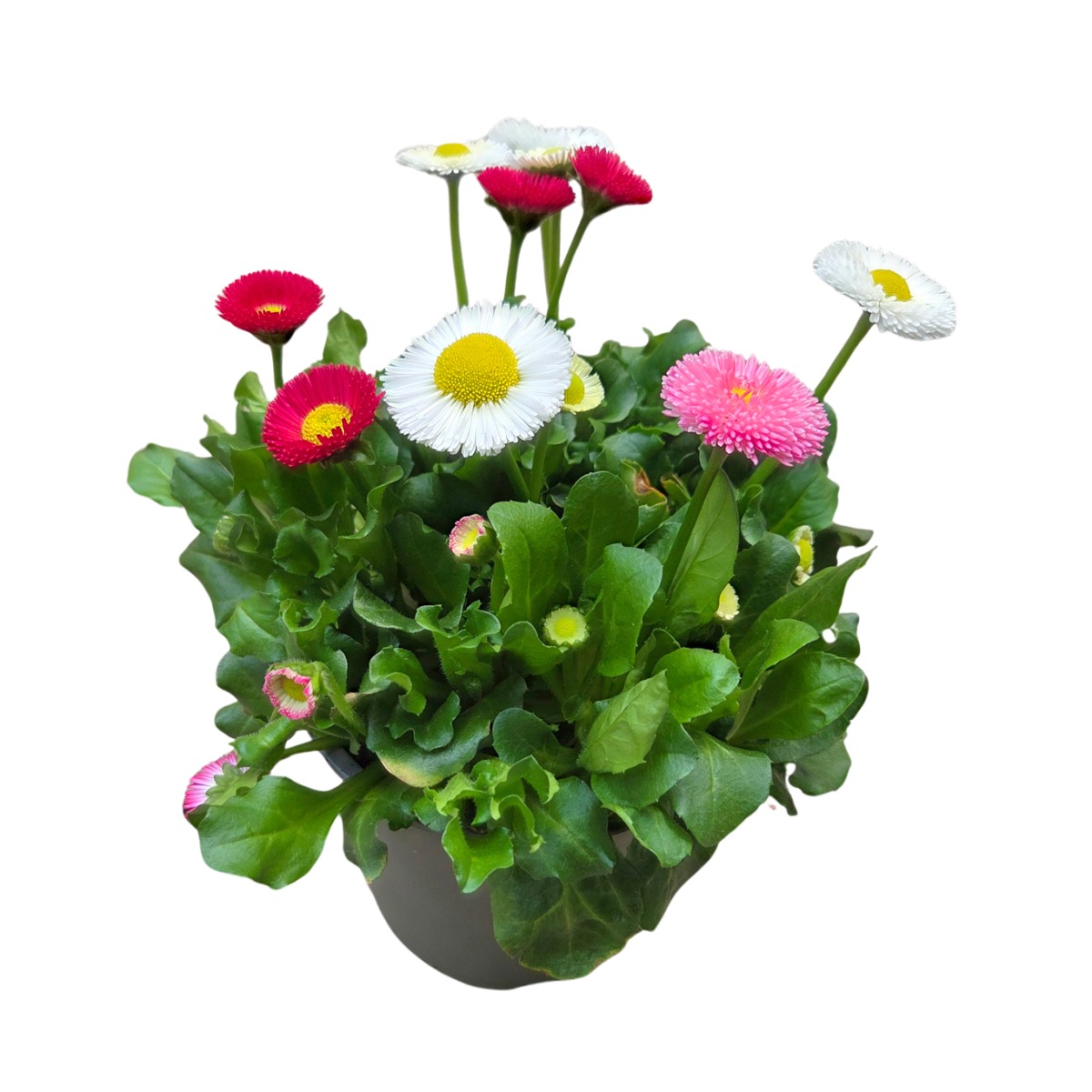 Nádobové květiny - Sedmikráska chudobka Trio květináč 12cm