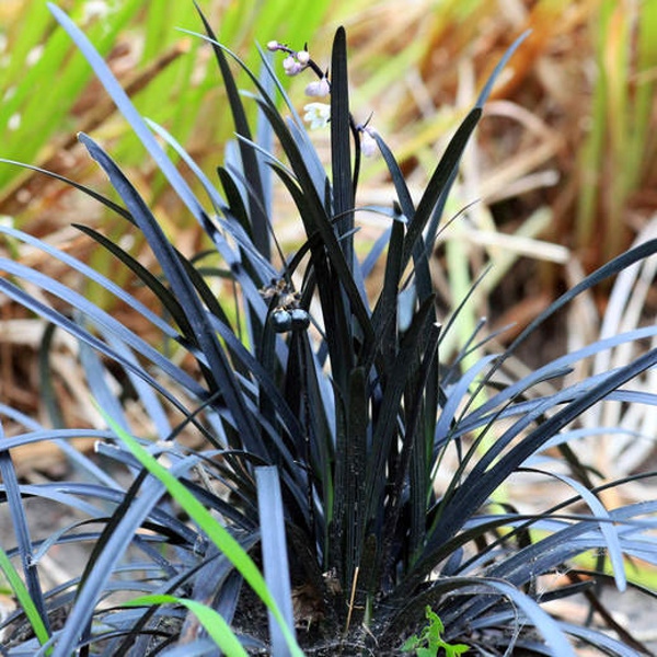Traviny - Sedoulek plochostvolý 'Niger' 11cm
