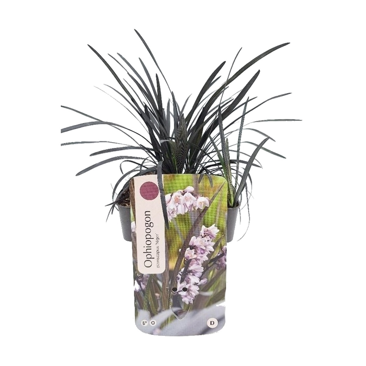 Traviny - Sedoulek plochostvolý Niger květináč 2 litry