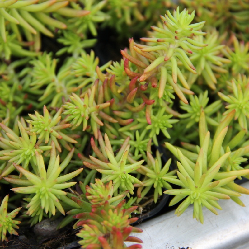 Skalničky - Sedum sediforme 'Gold'