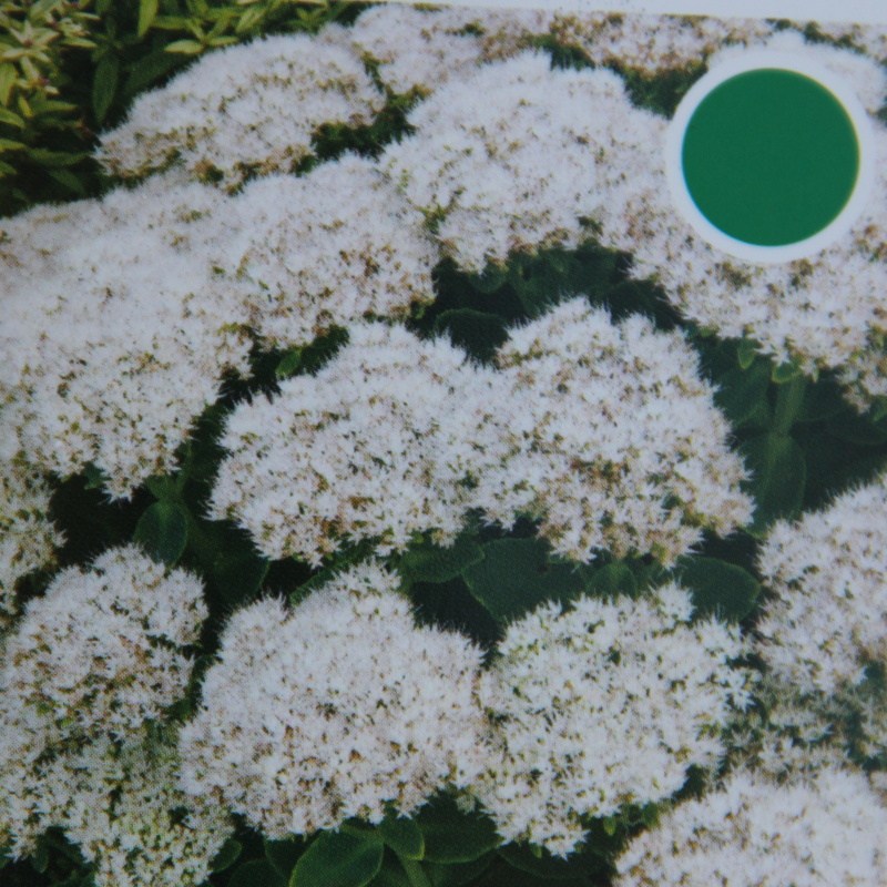 Na slunce - Sedum spectabile 'Stardust' K9