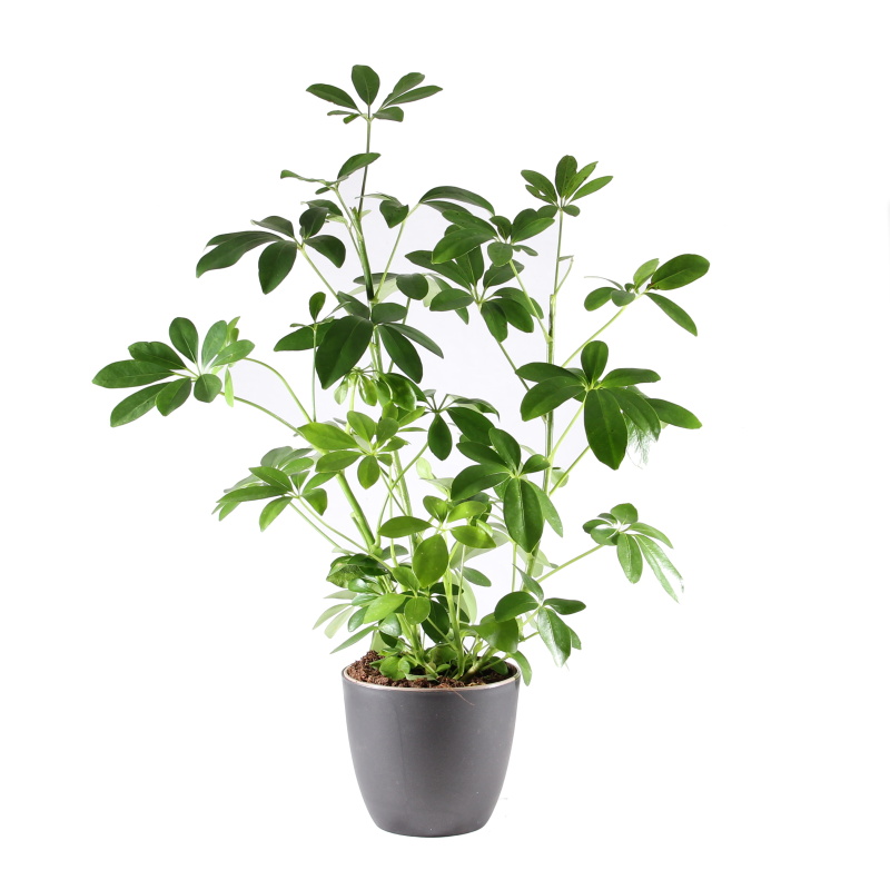 Okrasné pokojové rostliny - Šefflera květináč 13cm