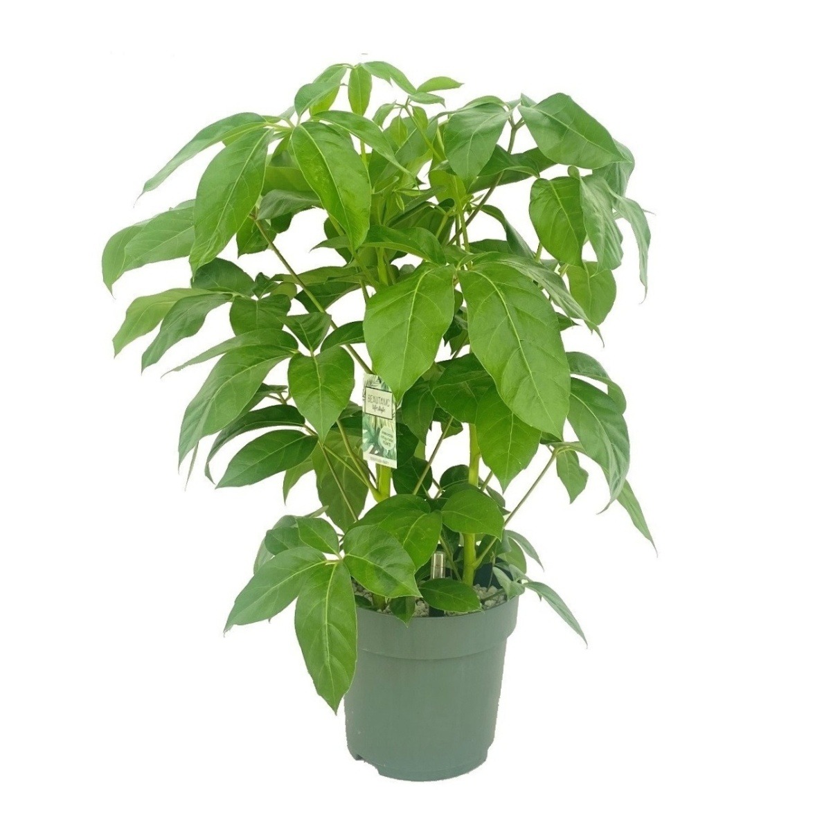 Hydroponické pokojové rostliny - Šeflera Amate hydroponický květináč 30cm