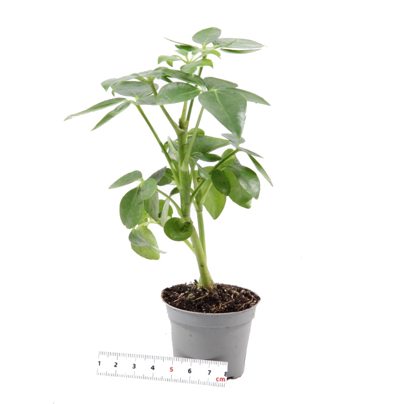 Okrasné pokojové rostliny - Šeflera mix květináč 6cm