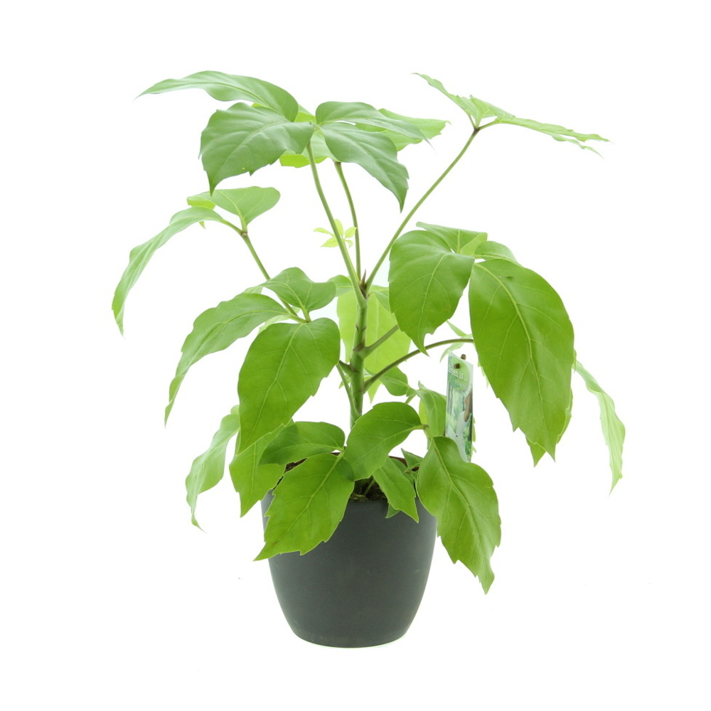 Okrasné pokojové rostliny - Šeflera výška 80/+cm, květináč 17cm