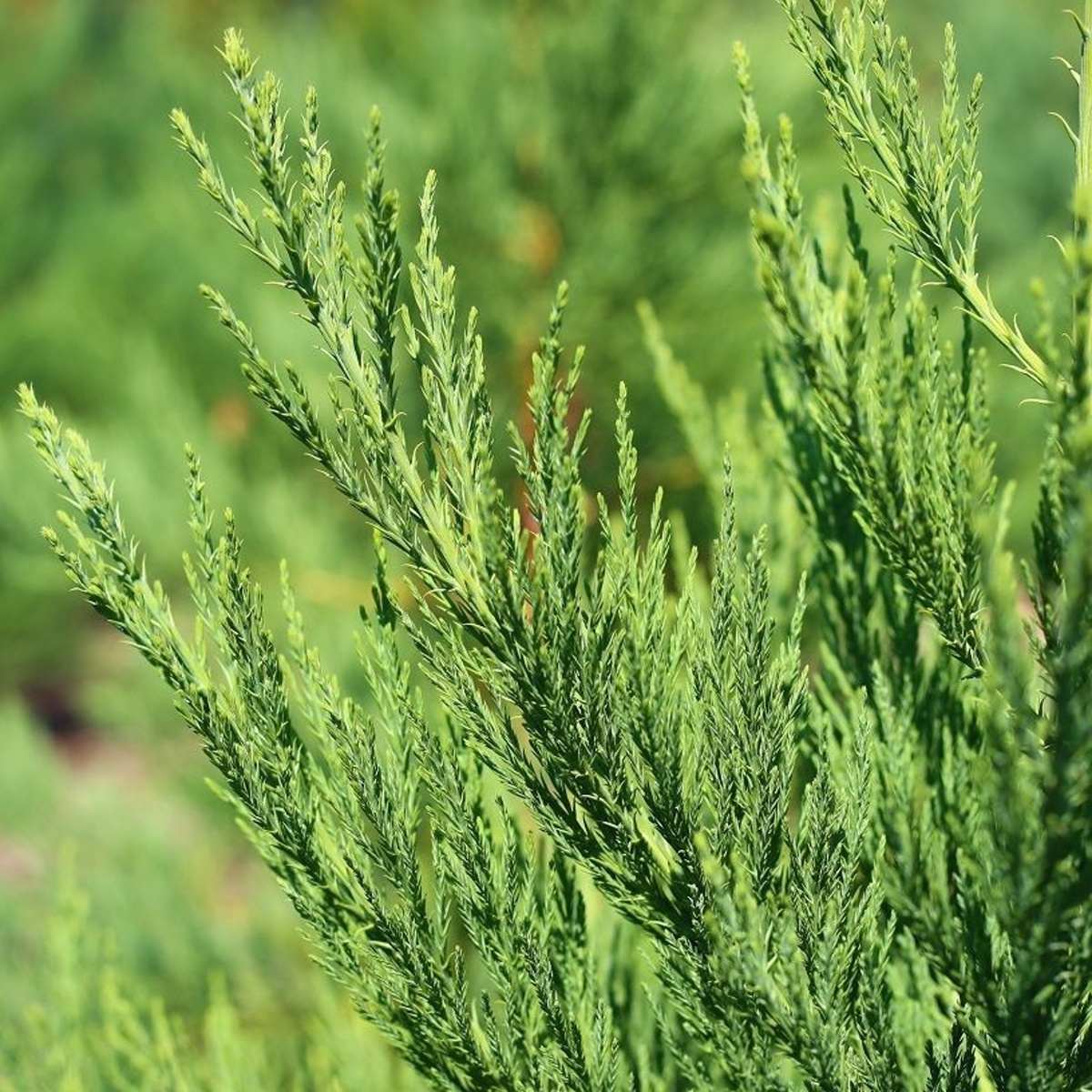 Vzrůstné jehličnany - Sekvojovec obrovský výška 125/150cm, květináč 20 litrů