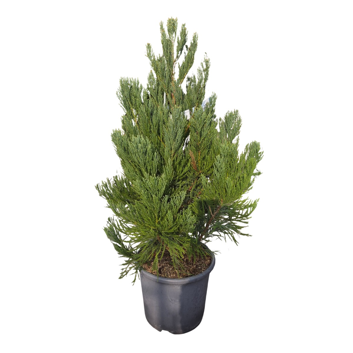 Vzrůstné jehličnany - Sekvojovec obrovský výška 80/100cm, květináč 15 litrů