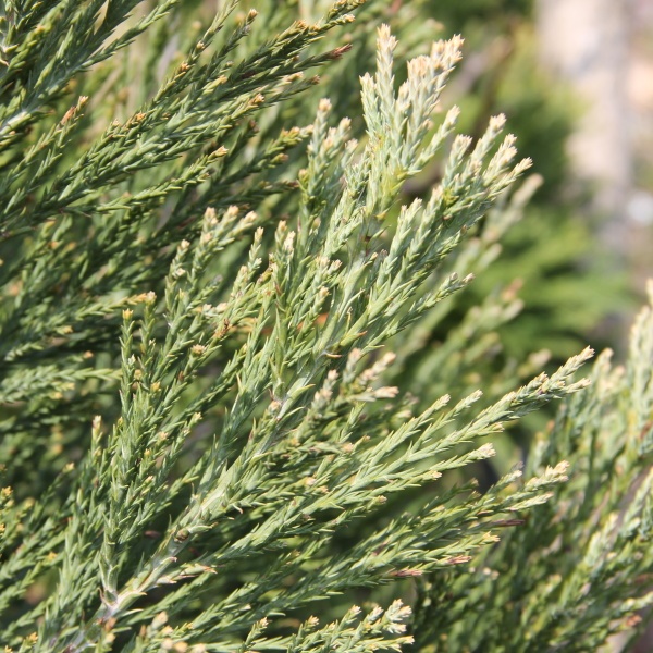 Sekvojovec obrovský výška 80/100cm, květináč 15 litrů-0