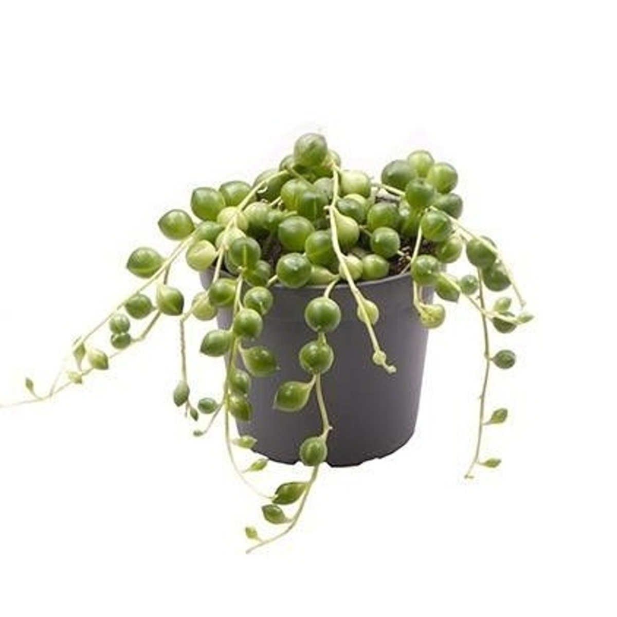 Kaktusy a sukulenty - Senecio rowleyanus