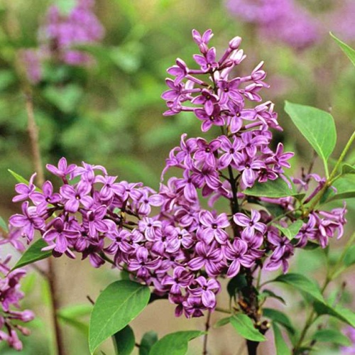 Keře okrasné květem - Šeřík čínský 'Saugeana' květináč 4 litry, výška 40/60cm, keř