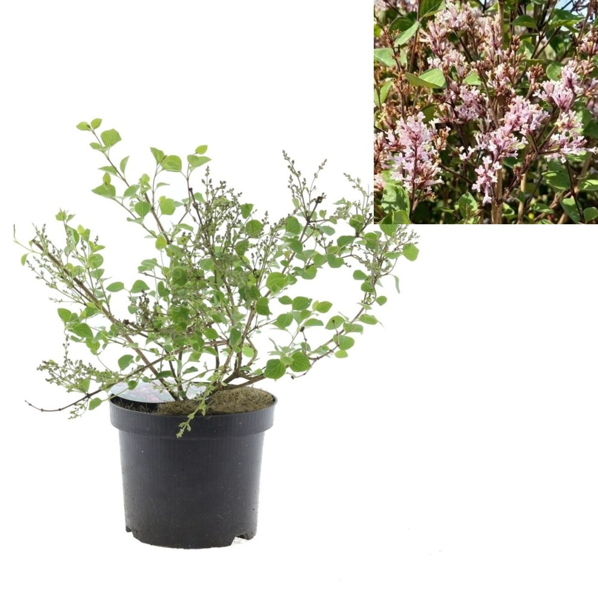 Keře okrasné květem - Šeřík Meyerův Flowerfesta Purple výška 20/30cm, květináč 2,5 litru