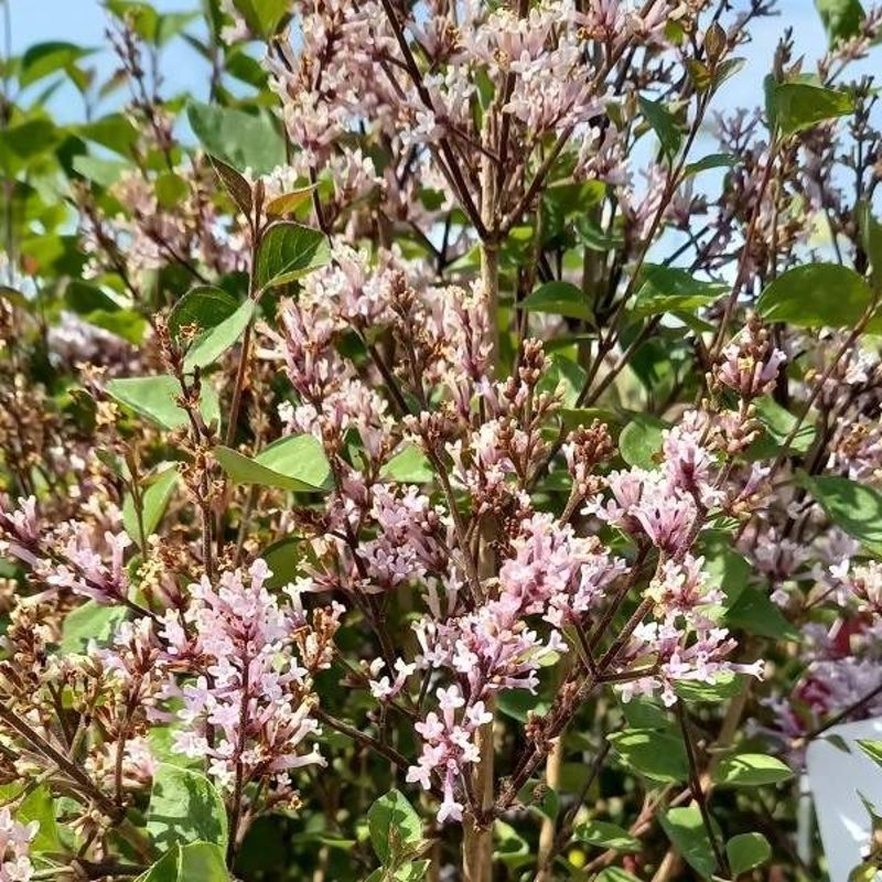 Šeřík Meyerův Flowerfesta Purple výška 20/30cm, květináč 2,5 litru-0