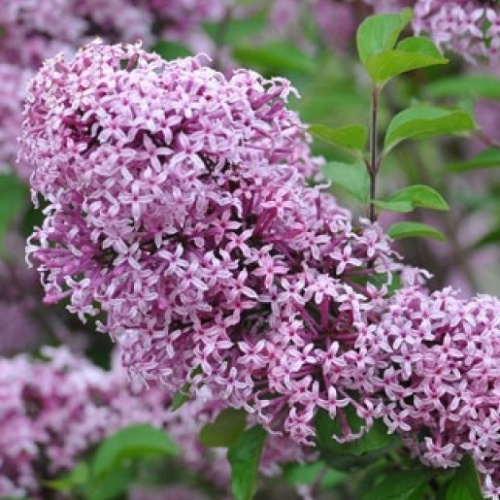 Keře okrasné květem - Šeřík Meyerův 'Lillifee' květináč 7,5 litru, výška 40/60cm, keř