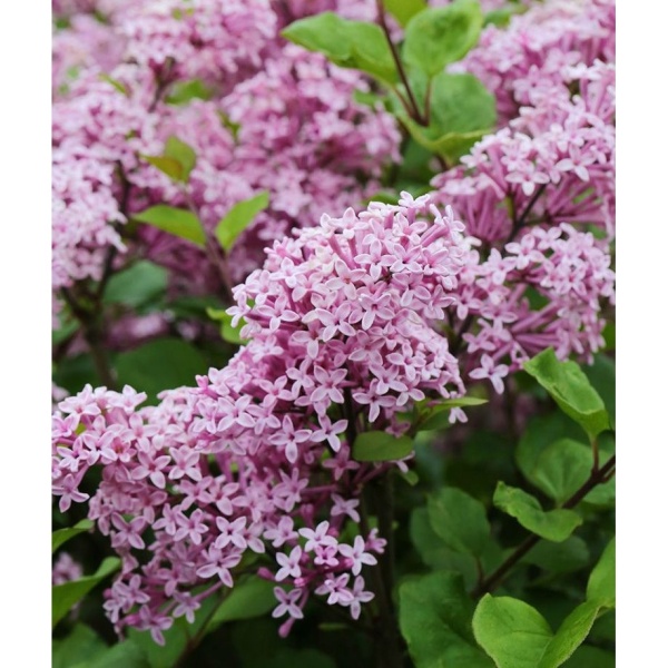 Keře okrasné květem - Šeřík Meyerův 'Palibin' keř, výška 30/40cm, 3 litry