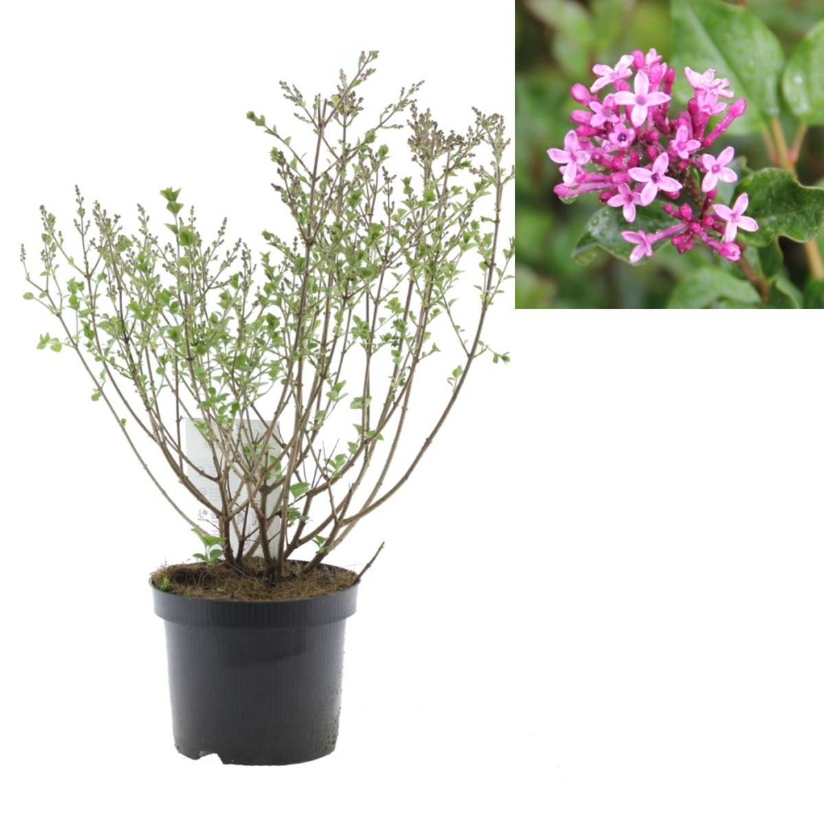 Keře okrasné květem - Šeřík Meyerův Palibin květináč 2,5 litru, výška 20/30cm, keř