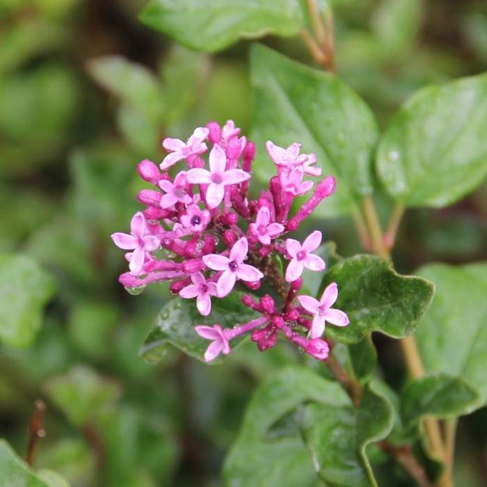 Keře okrasné květem - Šeřík Meyerův 'Palibin' květináč 7,5 litru, výška 60/80cm, keř