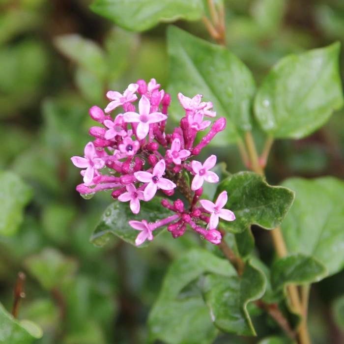 Listnaté stromky a stromy - Šeřík Meyerův Palibin mini kmínek, květináč 9 litrů