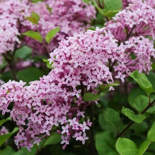 Keře okrasné květem - Šeřík Meyerův 'Palibin' miska 3,5 litru