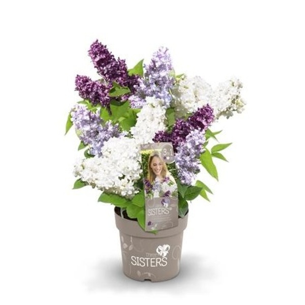 Keře okrasné květem - Šeřík obecná 'Three Sisters' keř, 6 litrů