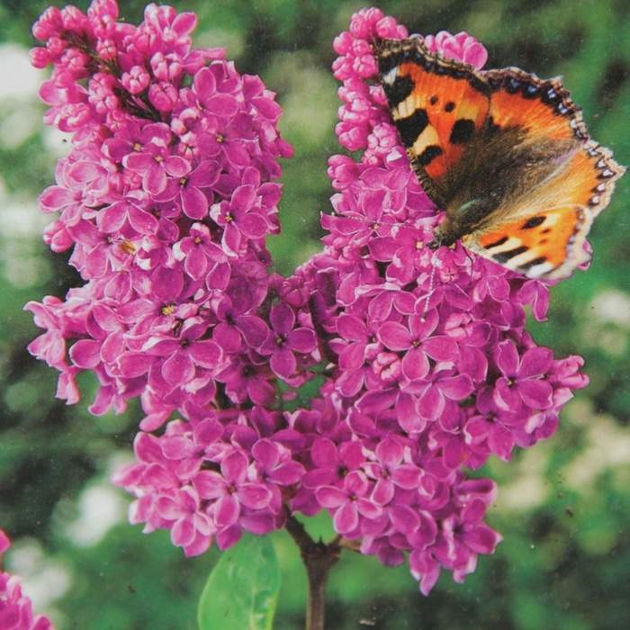 Listnaté stromky a stromy - Šeřík obecný Andenken an Ludwig Späth květináč 15 litrů, kmínek 120cm, stromek