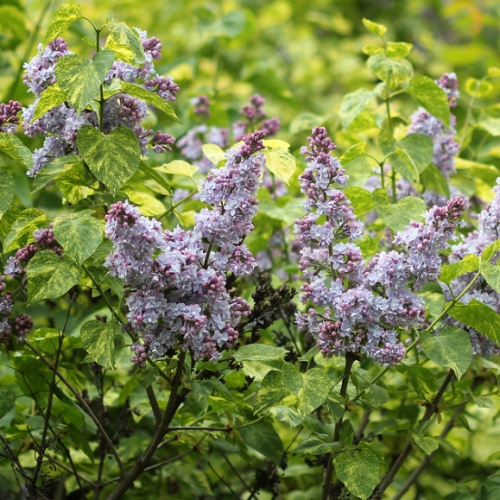 Keře okrasné květem - Šeřík obecný 'Aucubaefolia' květináč 2,5 litru, výška 20/30cm, keř