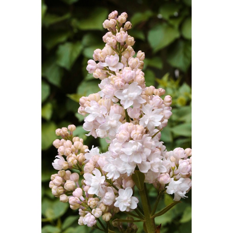 Keře okrasné květem - Šeřík obecný Beauty of Moscow květináč 5 litrů, keř